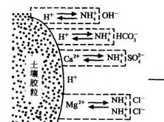 施用碳酸氫銨為什么要強(qiáng)調(diào)深施覆土？