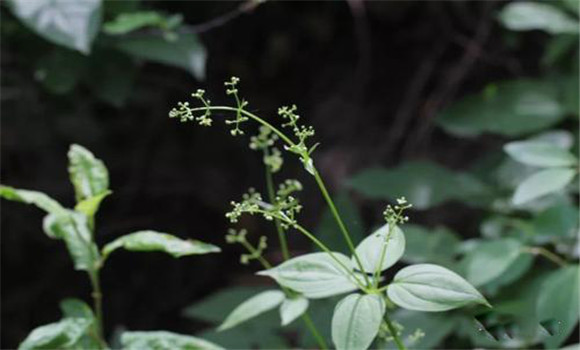 茜草選購(gòu)與儲(chǔ)存茜草指南