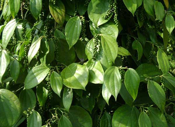 蔬菜種植技術(shù)