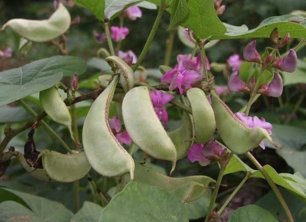 扁豆種植技術(shù)