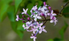 丁香花什么時候開花？丁香花的功效與作用