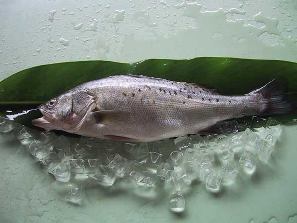 鱸魚(yú)養(yǎng)殖方法