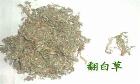 有關(guān)翻白草功效與作用的小配方