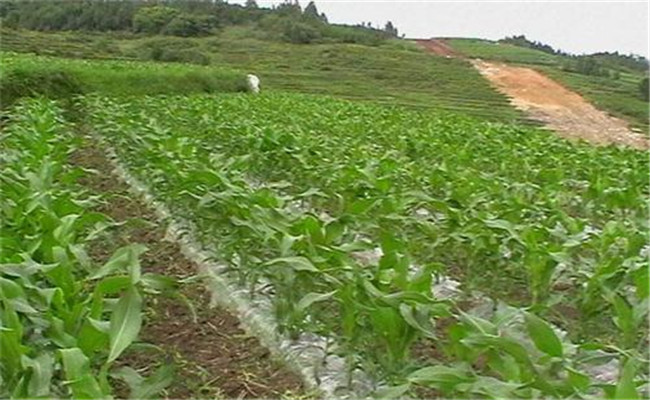 地膜玉米種植技術(shù)要點