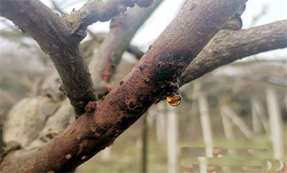 紅陽(yáng)獼猴桃潰瘍病的發(fā)生原因