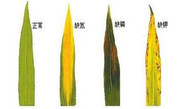 植物缺氮、磷、鉀元素時(shí)各有什么癥狀