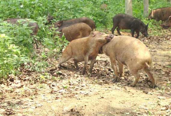 野豬飼養(yǎng)管理方法