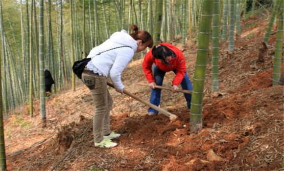 竹筍的種植和管理技術要點