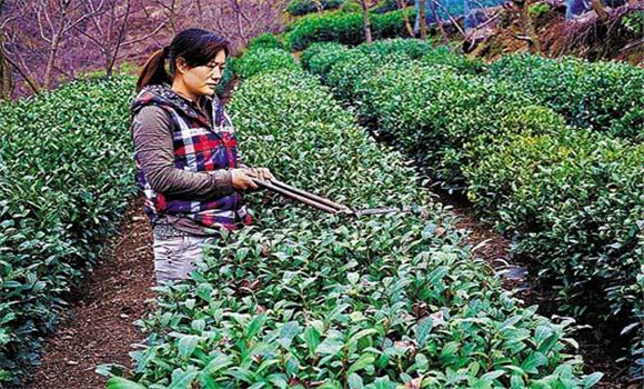 怎樣修剪茶樹？茶樹的修剪方法介紹