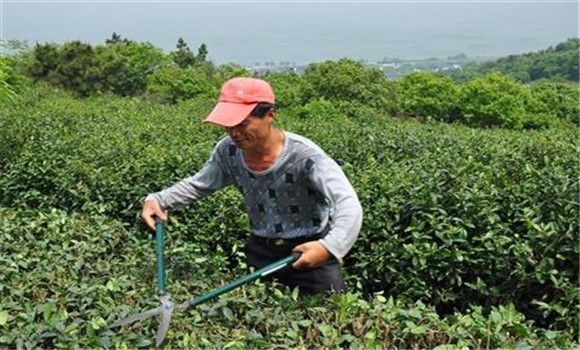 茶樹的修剪方法介紹