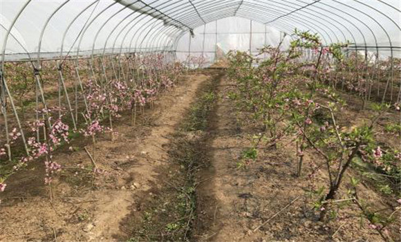 大棚水蜜桃樹(shù)苗的定植方法