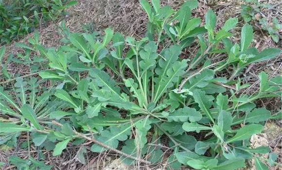 苦荬菜的種植方法