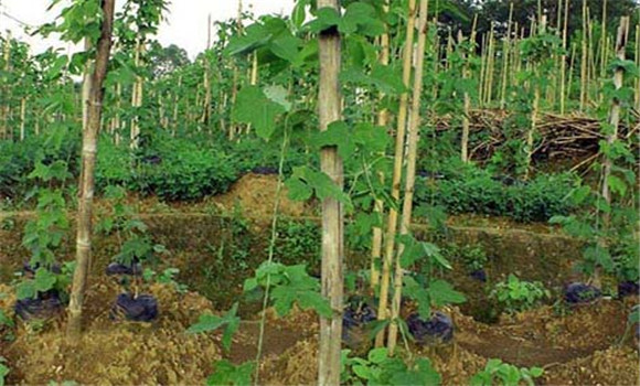 葛根種植技術(shù)與管理方法