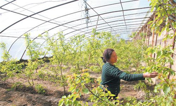 大棚杏樹(shù)的種植方法