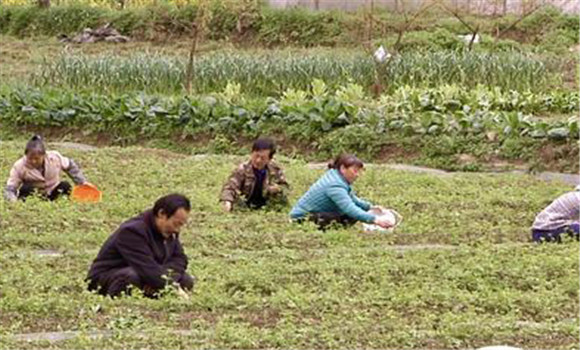 種植絞股藍(lán)的選地與整地要求