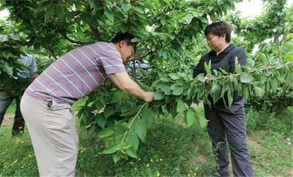 夏季櫻桃樹的摘心方法