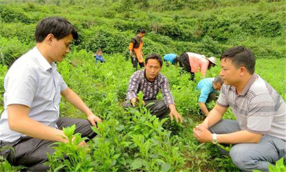 白術高效種植的幾個關鍵步驟