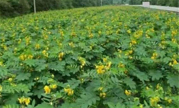 決明種植管理方法與步驟 決明子種植技術