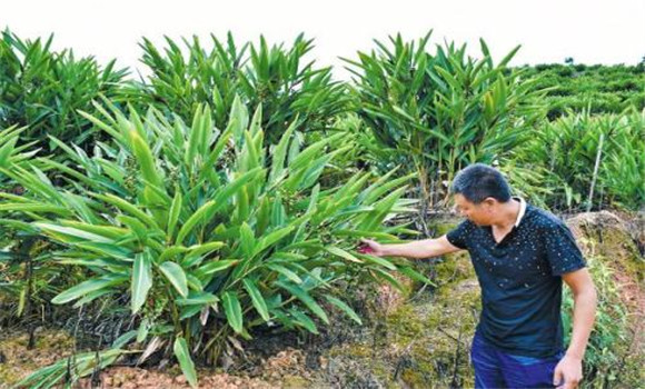 砂仁種植技術(shù)要點