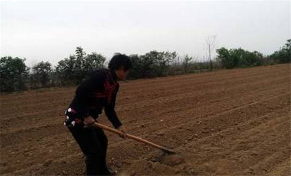 種植浙貝母的整地方法