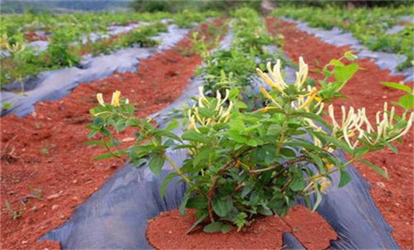 金銀花栽植時(shí)間