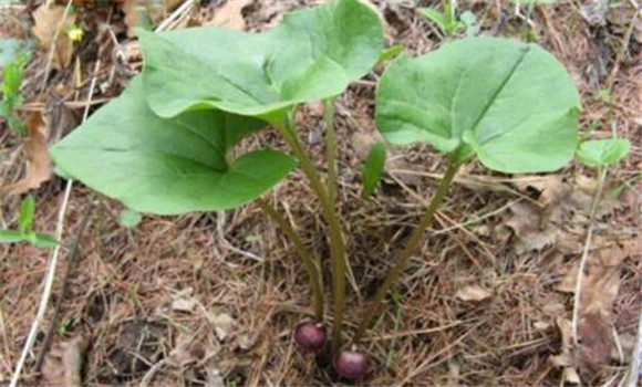 馬兜鈴栽培與種植技術