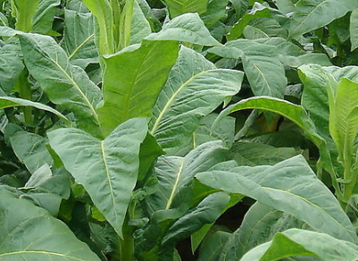 茶葉種植技術(shù)