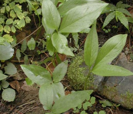 半夏種植技術(shù)