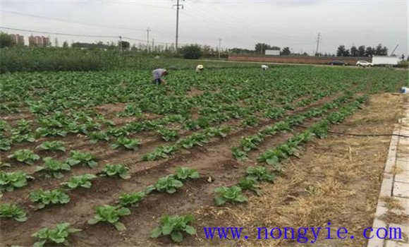 大白菜的間苗、除草