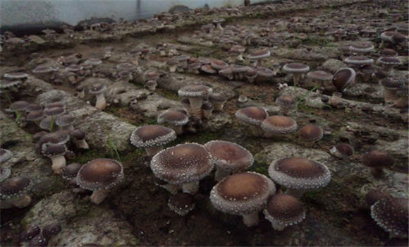 空氣質(zhì)量對香菇栽培的影響