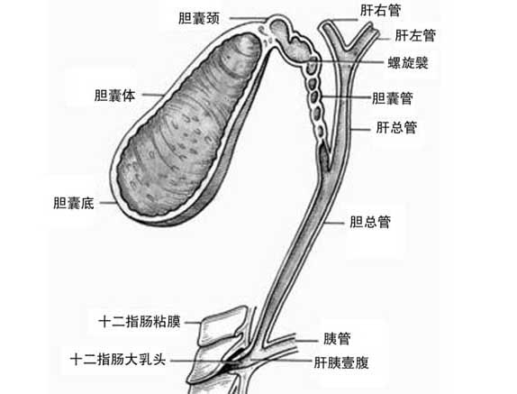 聚焦三農(nóng)