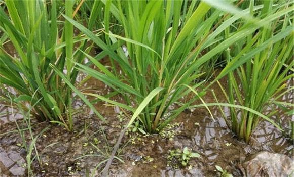 水稻鉆心蟲防治技術(shù)