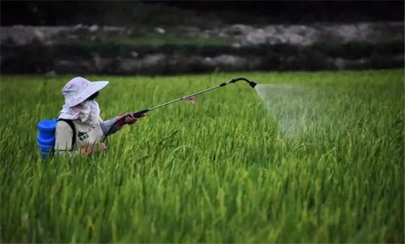 水稻白葉枯病的藥劑防治