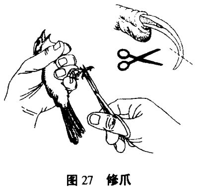 怎樣為籠養(yǎng)鳥(niǎo)修爪