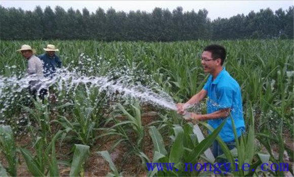 澆足開花水和灌漿水