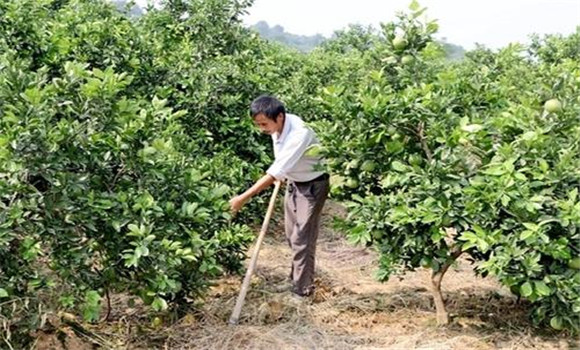 擴(kuò)穴改土，搞好肥水管理