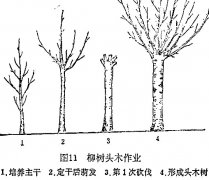 什么是柳樹頭木作業(yè) 怎樣施行？