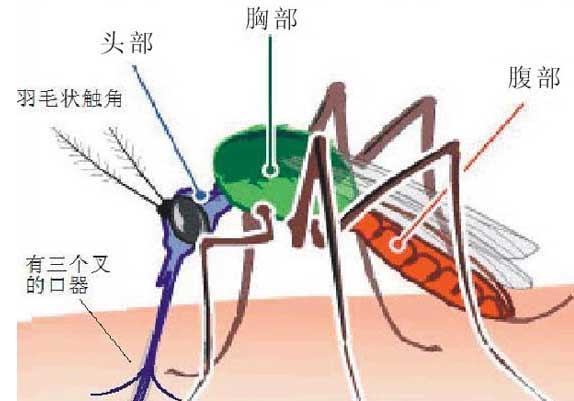 鯉魚飼養(yǎng)方法