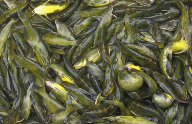 黃顙魚(yú)行情