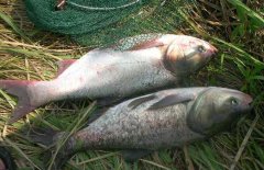 鰱魚的食性特征 釣鰱魚的餌料配方簡介