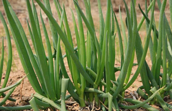 大蔥種植技術(shù)