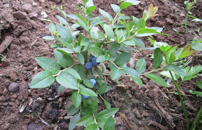 藍莓種植技術(shù)