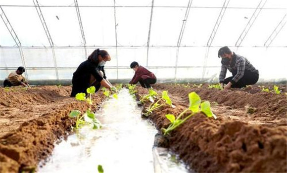 大棚香瓜定植方法