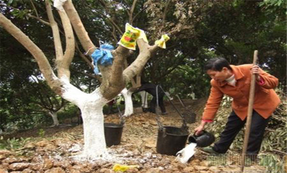 龍眼樹的澆水技術