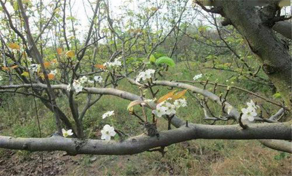 成年果樹夏、秋季開花的原因