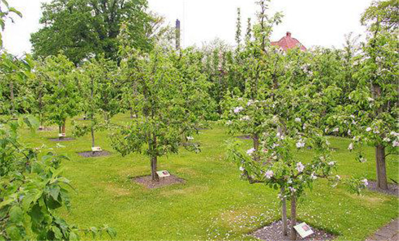 防止夏、秋季開花的措施