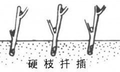 如何繁殖黑豆果 黑豆果硬枝扦插、綠枝扦插方法