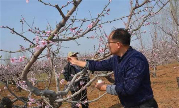 桃樹的正常受粉