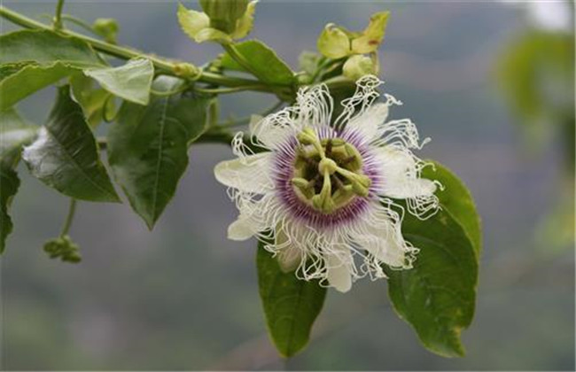 羅漢果花的食用方法