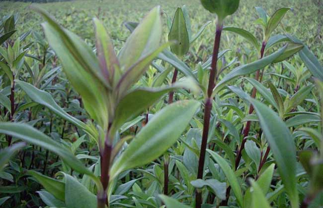 龍膽草種植技術(shù)要點